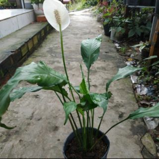 cây lan ý  đang hoa (bạch môn)