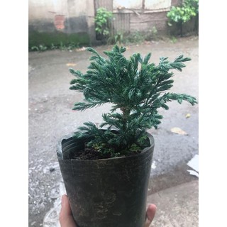 Tùng bồng lai