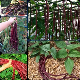  Hạt giống đậu đũa tím Mỹ - 1 gói 3gr
