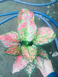 CÂY VẠN LỘC
