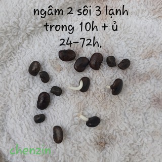 [Seeds] Hạt giống Hoa Đậu Biếc