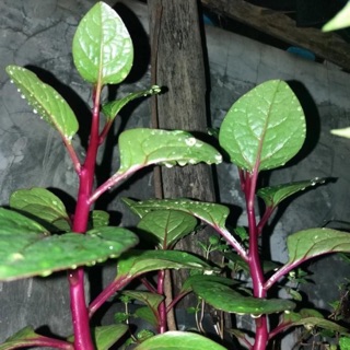 HẠT GIỐNG MÙNG TƠI ĐỎ THÁI LAN