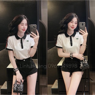Anu895 - áo polo nữ trắng phối cổ đen thêu cá sấu