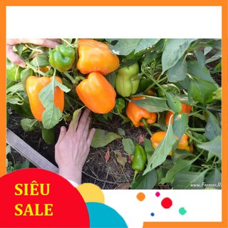 10 Hạt giống Ớt chuông mix
