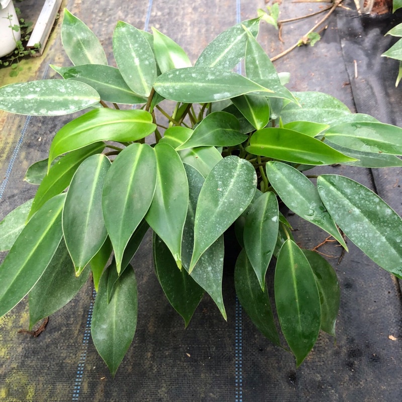 Trầu bà tỷ phú 🌿🌿🌿