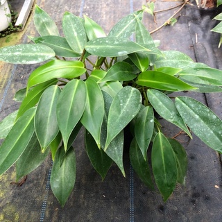 Trầu bà tỷ phú 🌿🌿🌿