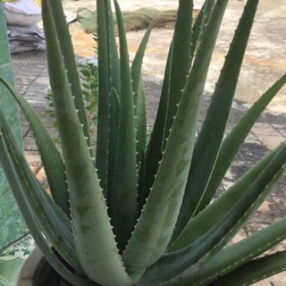 Cây Nha Đam giống Mỹ (cây lô hội)