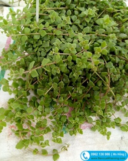 Cây vảy rồng treo