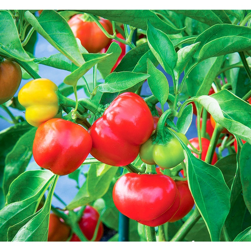 Đất Giá Thể Mùn Dừa TRỒNG RAU MẦM, THỦY CANH 2kg HAPI GREEN