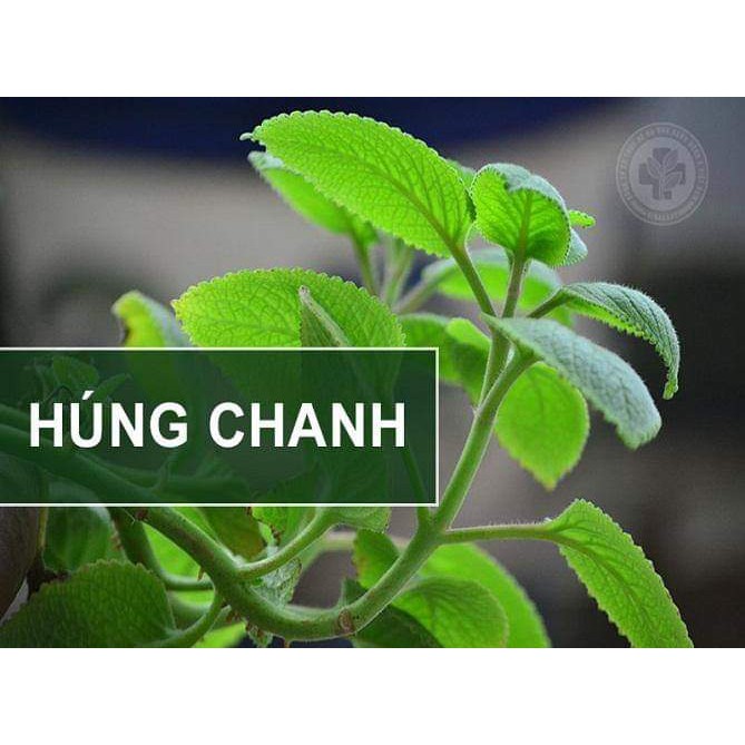 XỊT HỌNG THẢO DƯỢC KEO ONG SEKI (Chai 25ml) - Giảm Ho, Đau Họng-Hỗ Trợ Tăng Cường Miễn Dịch Đường Hô Hấp