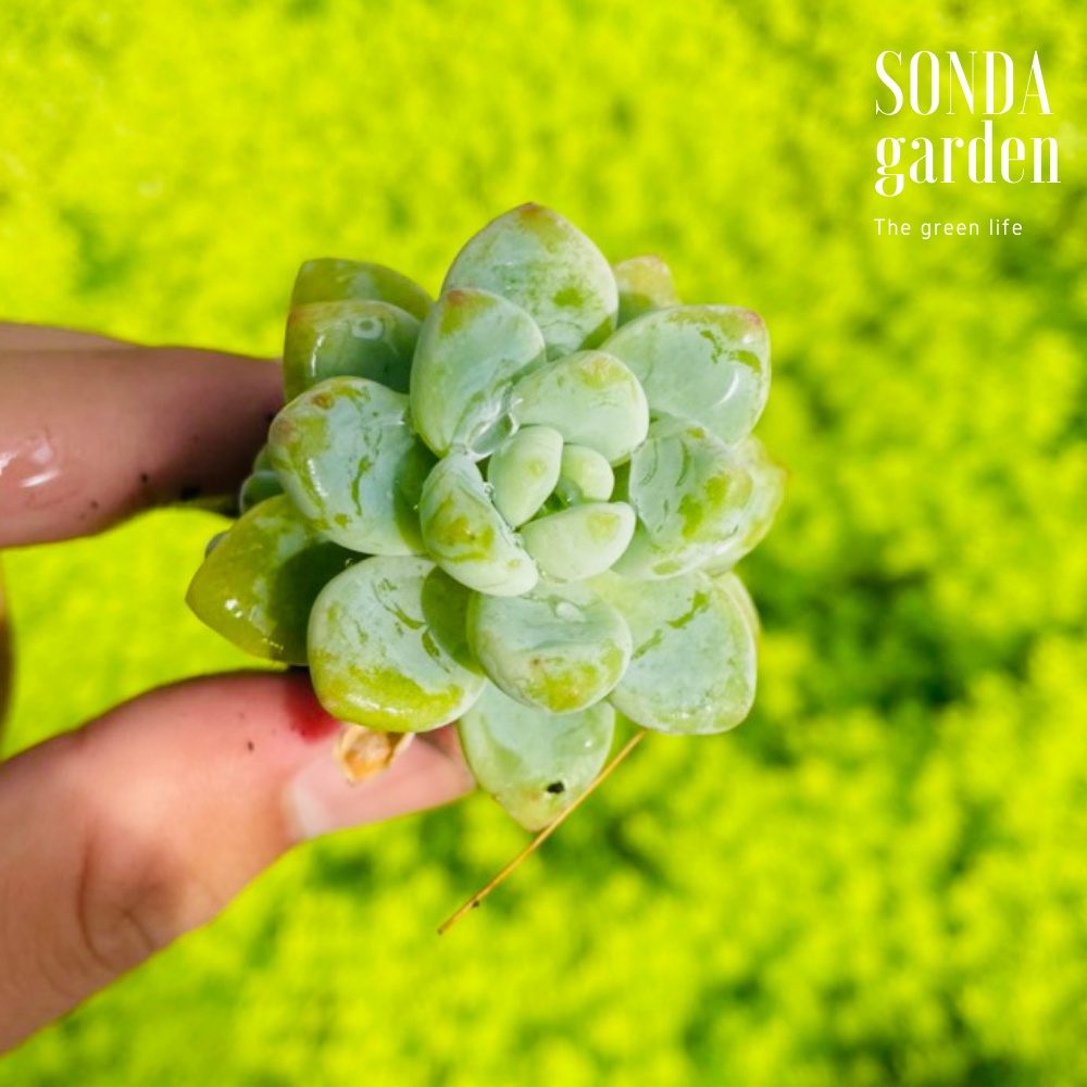 Sen đá sỏi thiên thanh SONDA GARDEN size mini 2.5-4cm, cây cảnh trang trí nhà cửa, lỗi 1 đổi 1