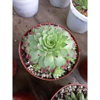 🌷Sen đá các loại🌷
