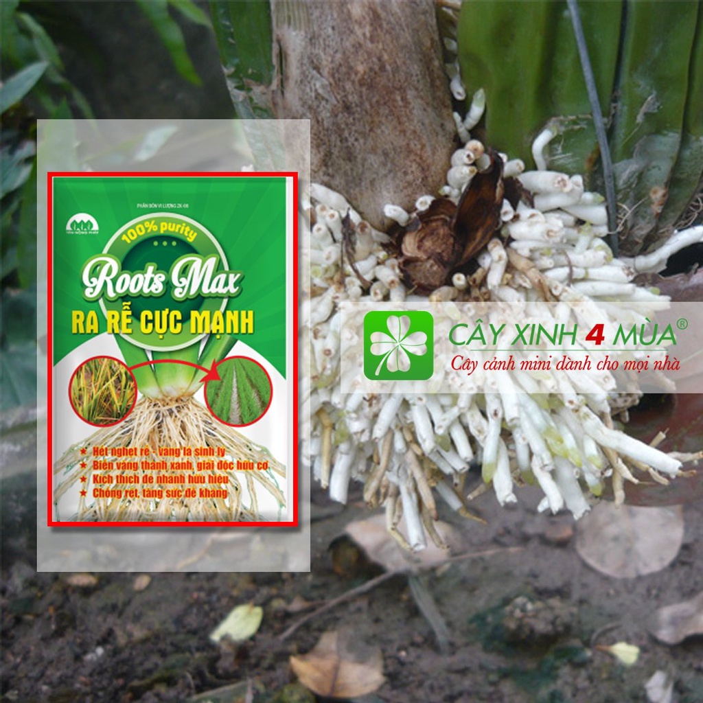 ROOTS MAX- kích rễ, nuôi rễ, ra rễ cực mạnh- khối lượng 20g