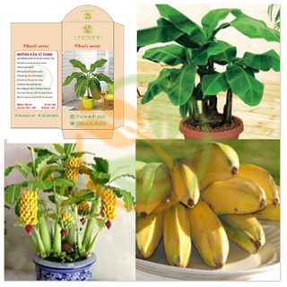 Hạt giống Chuối mini-10 hạt