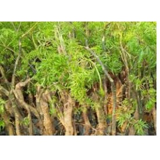 Hom giống/cây giống đinh lăng