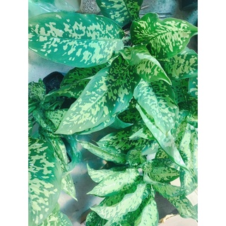 Dieffenbachia Reflector