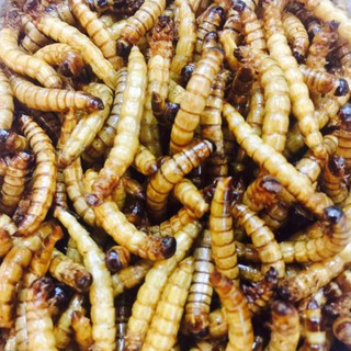 Sâu Super Worm size ĐẠI sấy khô cho Hamster, Nhím Kiểng, Sóc Bông, Sóc Đất...