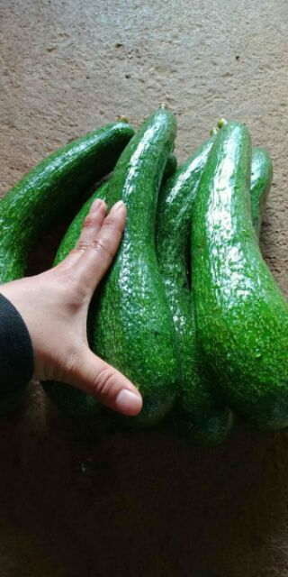 Bơ 034 - 1kg Lâm Đồng #bo034 | BigBuy360 - bigbuy360.vn