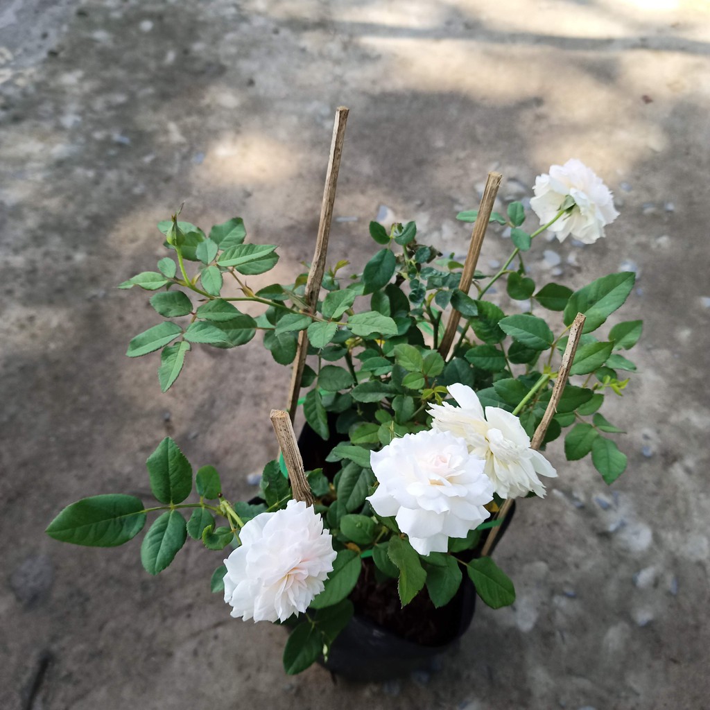 Chậu cây hoa hồng misaki, sẵn nụ, đang hoa C8 - ship toàn quốc