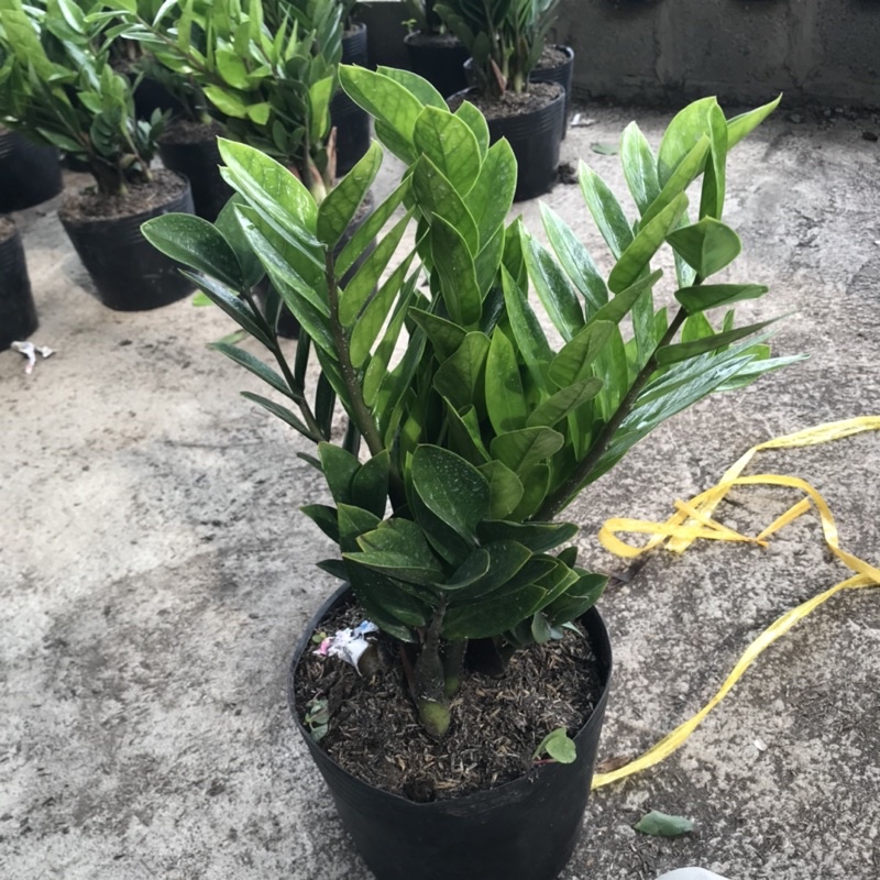 Cây kim tiền tài lộc cao 30-40cm lá dày bụi to dễ chăm sóc