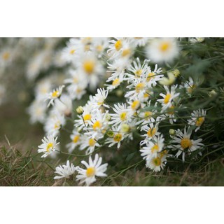 Hạt giống cúc hoạ mi trắng
