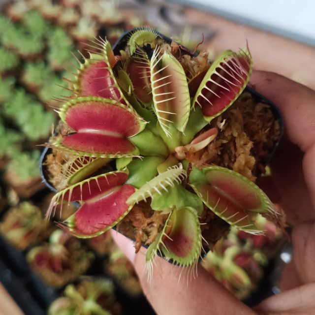 Cây bẫy kẹp đỏ