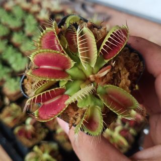 Cây bẫy kẹp đỏ