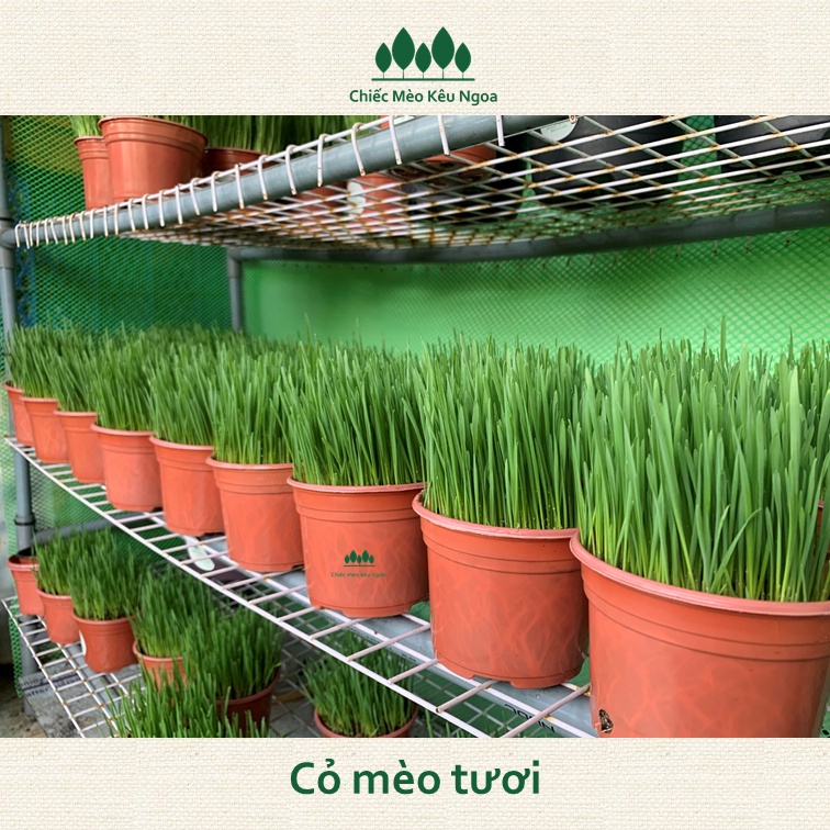 [HOẢ TỐC] Cỏ mèo tươi Benzy Nâu - Tiệm Mèo Moa