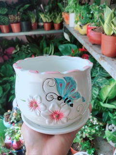 Chậu Trồng Cây