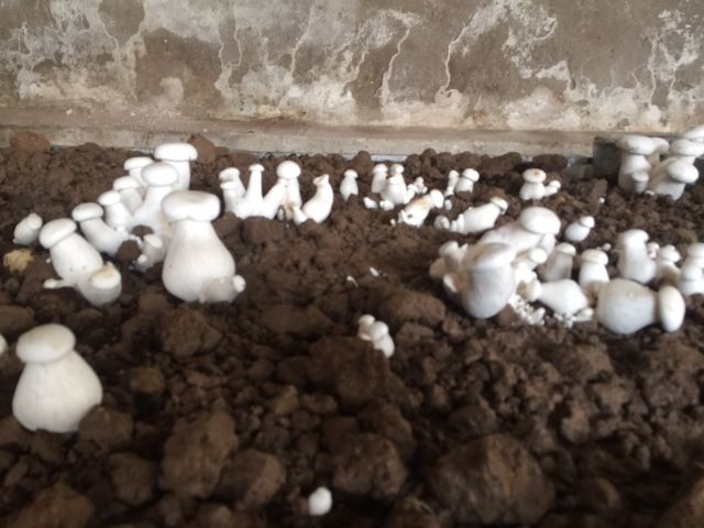 Phôi nấm đùi gà | BigBuy360 - bigbuy360.vn