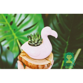 Cây Móng Rồng Mini Size