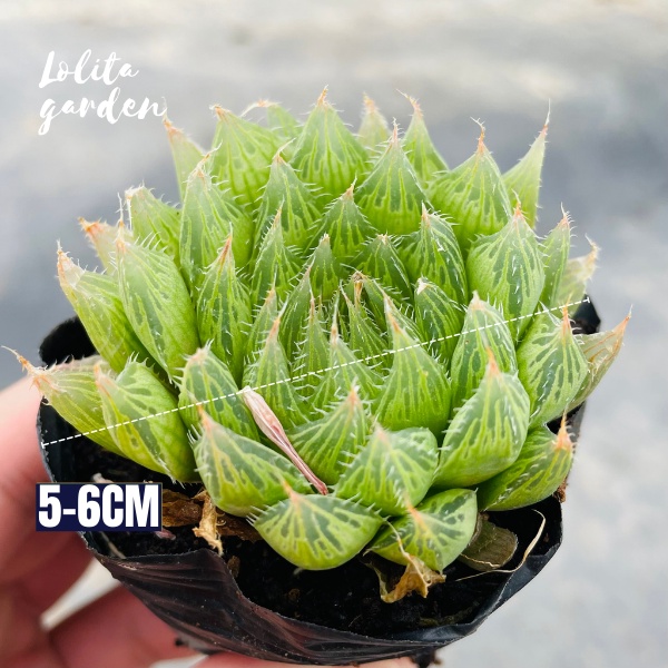 Sen đá dạ quang Đà Lạt size bé cây cảnh trang trí nhà cửa Lolita garden