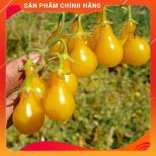 HẠT GIỐNG CÀ CHUA LÊ VÀNG.