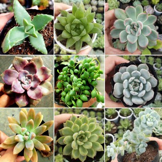 Sen đá được lựa chọn hơn 100 loại