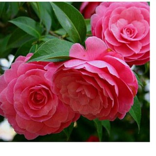 Hạt giống hoa trà my loại tốt, cam kết ra hoa