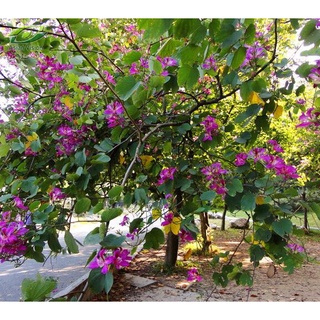 Hạt giống móng bò (ban tím)