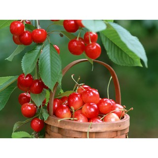 100 hạt quả cherry đỏ sai quả