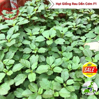 Hạt Giống Rau Dền Cơm F1