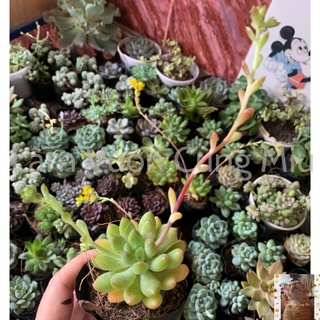 Sen Đá Thược Dược 🌿🌿🌿 Size Bầu