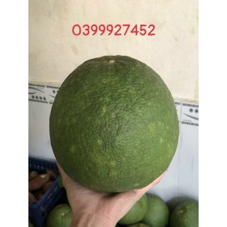 Bưởi da xanh