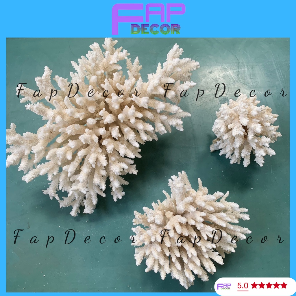 SAN HÔ BÔNG RẠN PHONG THỦY LOẠI LỚN ĐẸP TRANG TRÍ BỂ CÁ THỦY SINH DECOR NHÀ - FAPDECOR