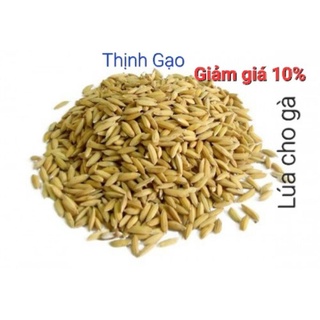 Lúa cho gà, chim - 1kg