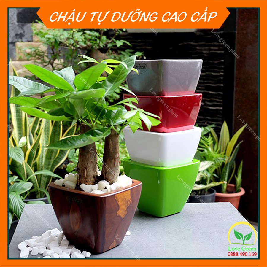 Chậu Sơn Vuông Bầu💚Trồng Cây Cảnh Hoa Kiểng💚 Để Bàn Làm Việc Tự Dưỡng, Tự Tưới Trang Trí Nội Thất Văn Phòng Nhựa CATLEZA