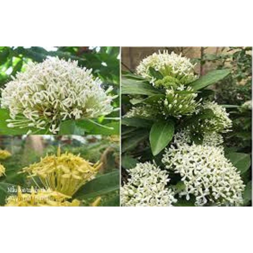 Sản phẩm hoa mẫu đơn trắng, đơn ta, hoa rất thơm, gửi đi nguyên bầu cây lớn đang nụ hoặc sắp nụ