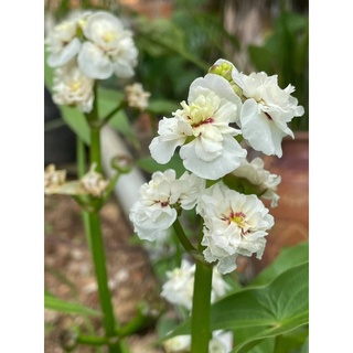 CÂY BÁCH THUỶ TIÊN KÉP