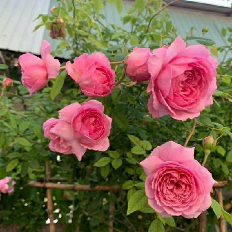 Hoa hồng Wisley 2004 –hoa màu hồng đậm,hương thơm ngọt ngào,sai hoa-Vườn Hoa Melinhrose