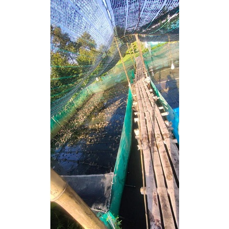 Tráng lồng vèo nuôi ếch 5x2x0,8v20