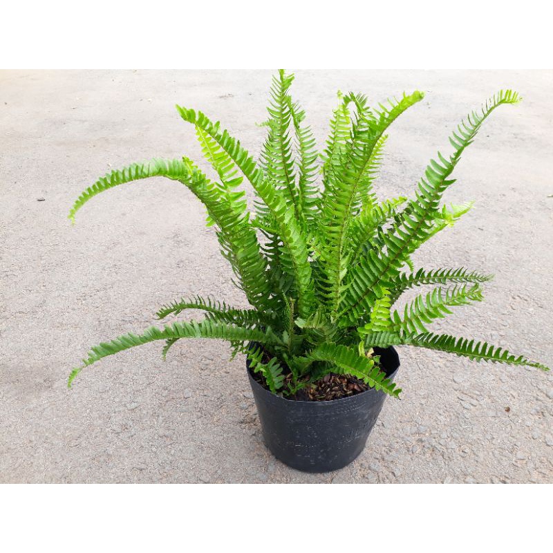 Cây dương xỉ lá me