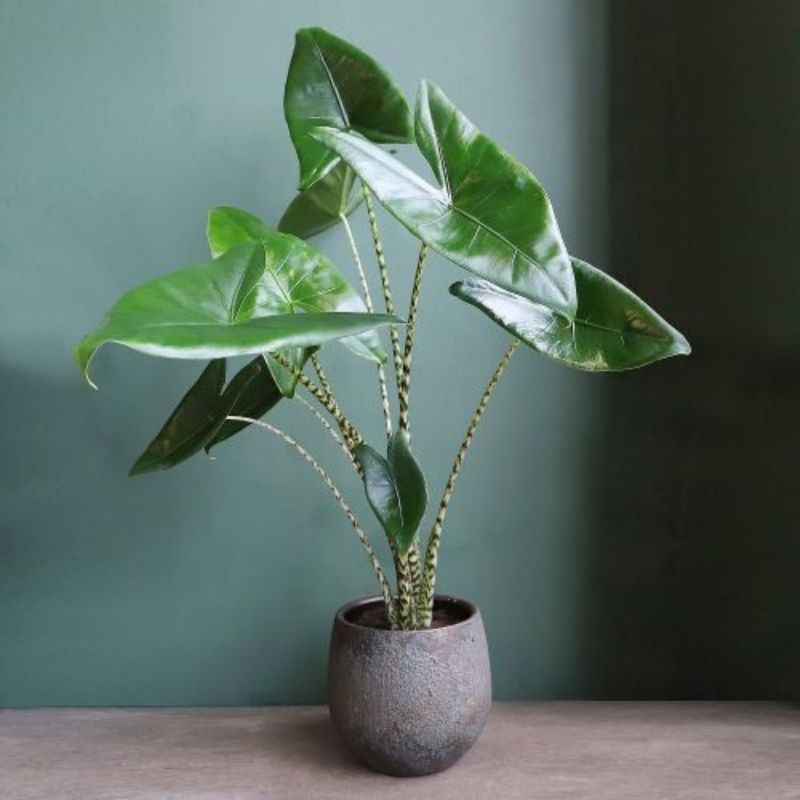 Chậu cứng Alocasia Zebrina