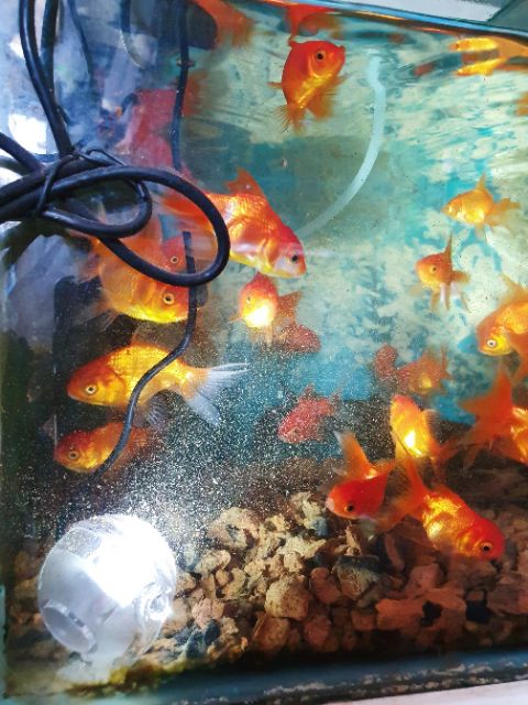 ĐÈN LED ĐỎ THẢ TRONG HOẶC NGOÀI HỒ CÁ MINI LAMP